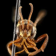 Image of Nomada obliterata Cresson 1863