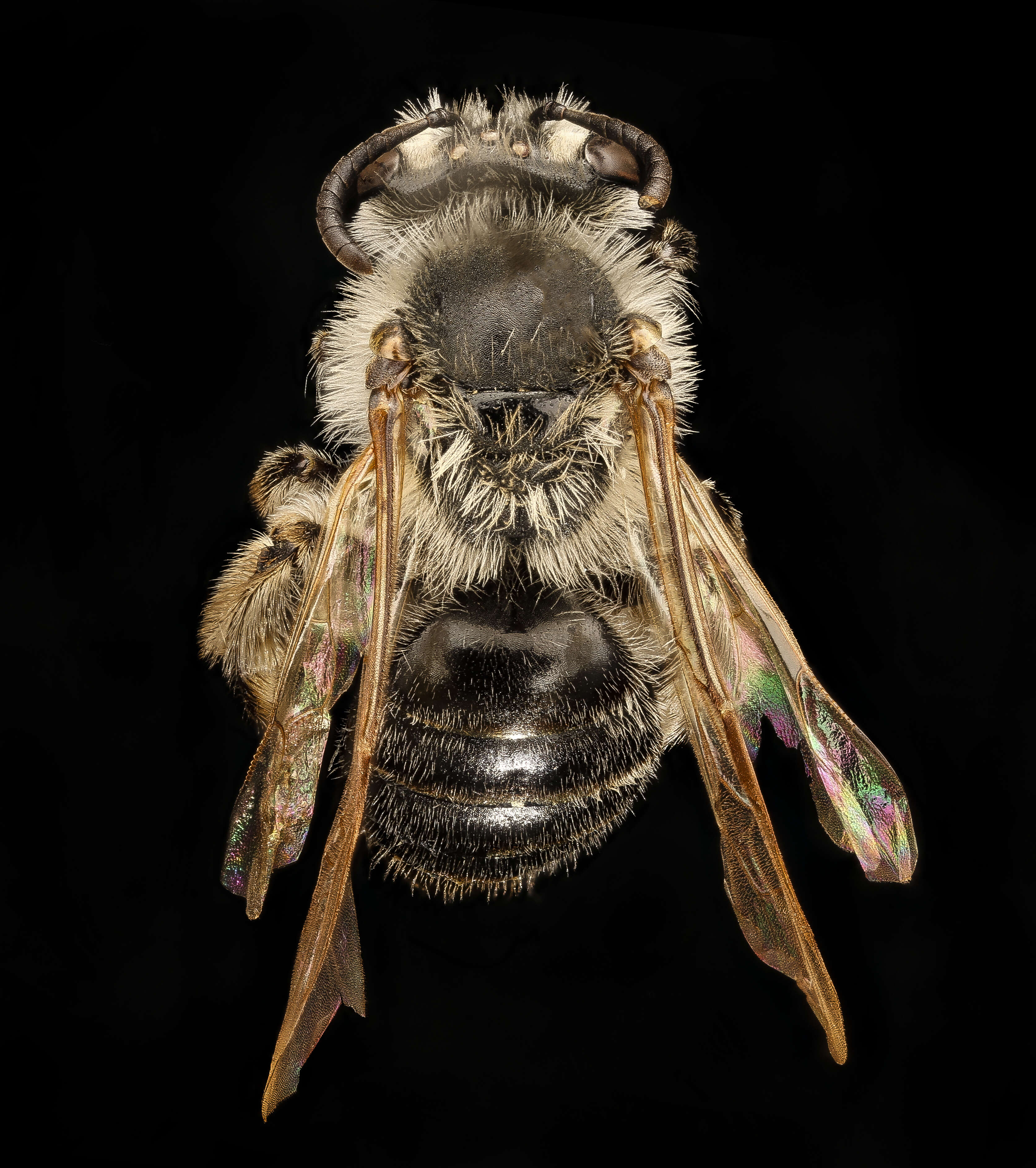 Image of Miserable Andrena