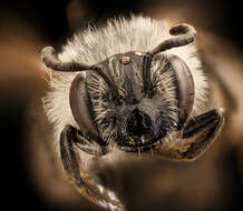 Image of Miserable Andrena