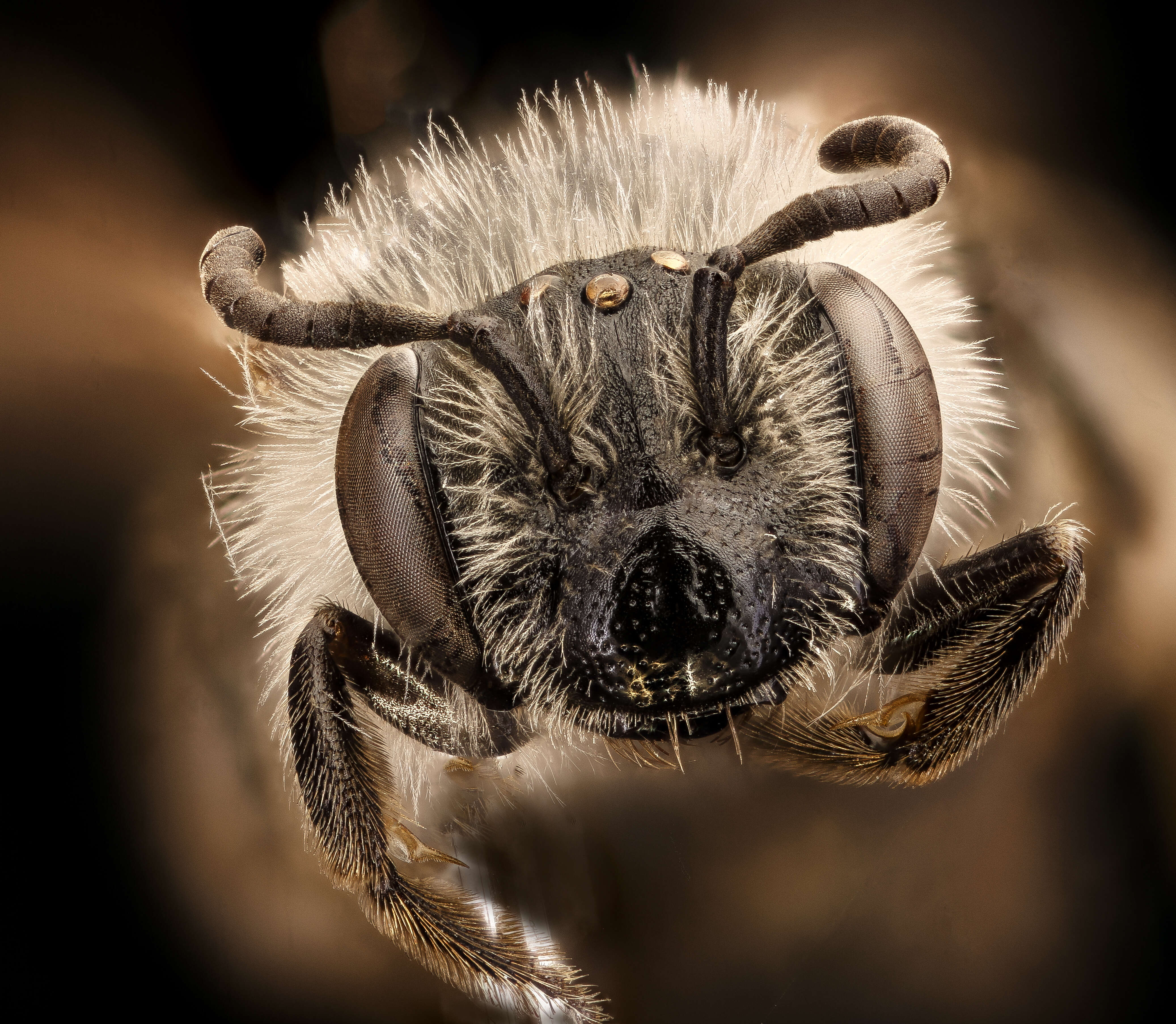 Image of Miserable Andrena