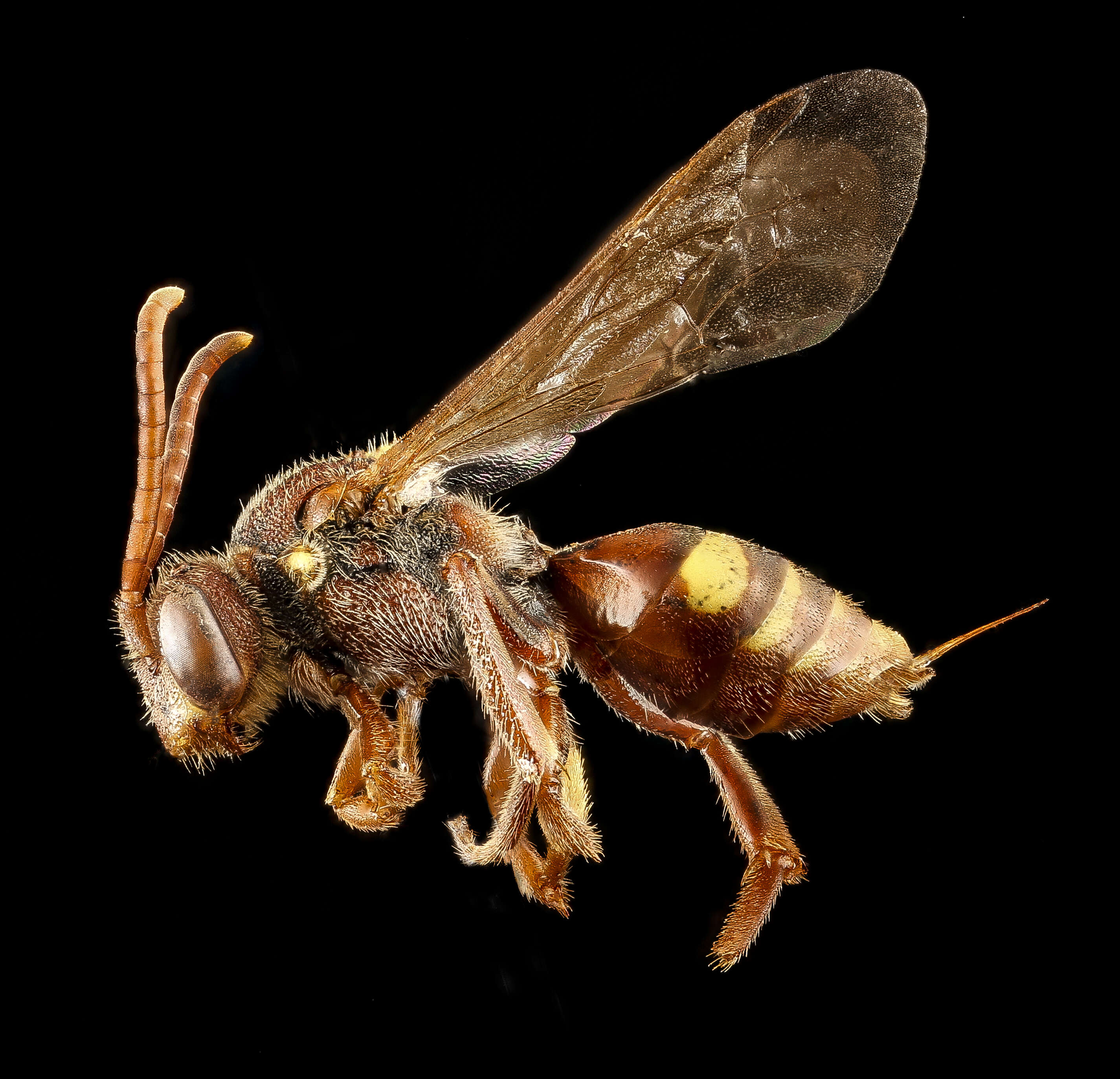 Image of Nomada obliterata Cresson 1863