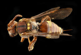 Image of Obliterated Cuckoo Nomad Bee