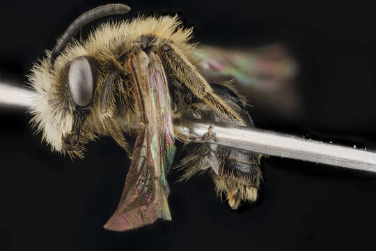 Imagem de Andrena wheeleri Graenicher 1904