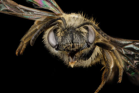 Imagem de Andrena wheeleri Graenicher 1904