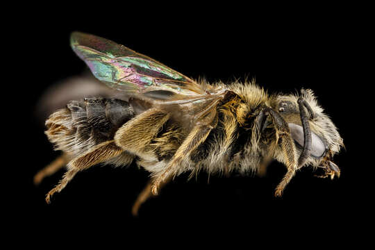 Image of Andrena wheeleri Graenicher 1904