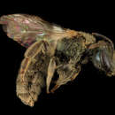 صورة Lasioglossum pacatum (Sandhouse 1924)