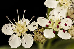 Image of Black Chokeberry