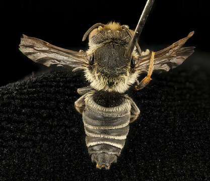 Image of Coelioxys immaculata Cockerell 1912