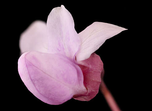 Image of eastern redbud