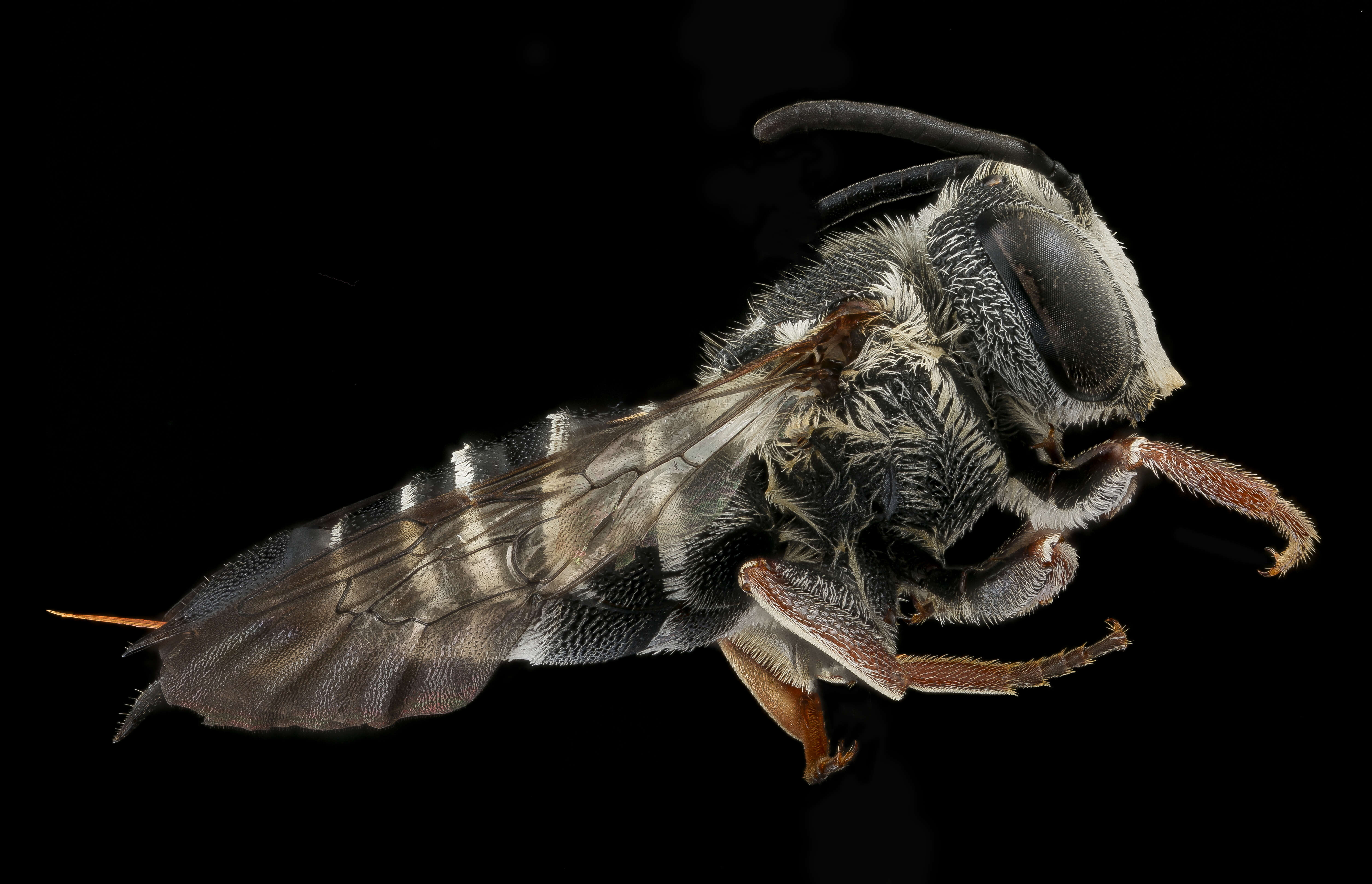 Image of Coelioxys banksi Crawford 1914