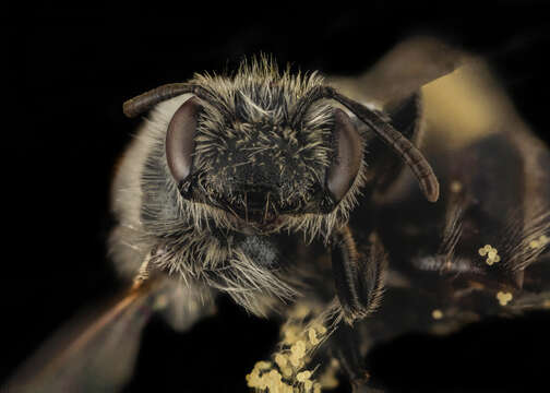 Image of Andrena distans Provancher 1888