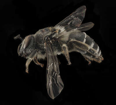 Image of Broad-footed Cellophane Bee