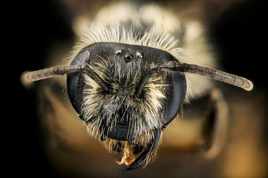 Image of Andrena thaspii Graenicher 1903