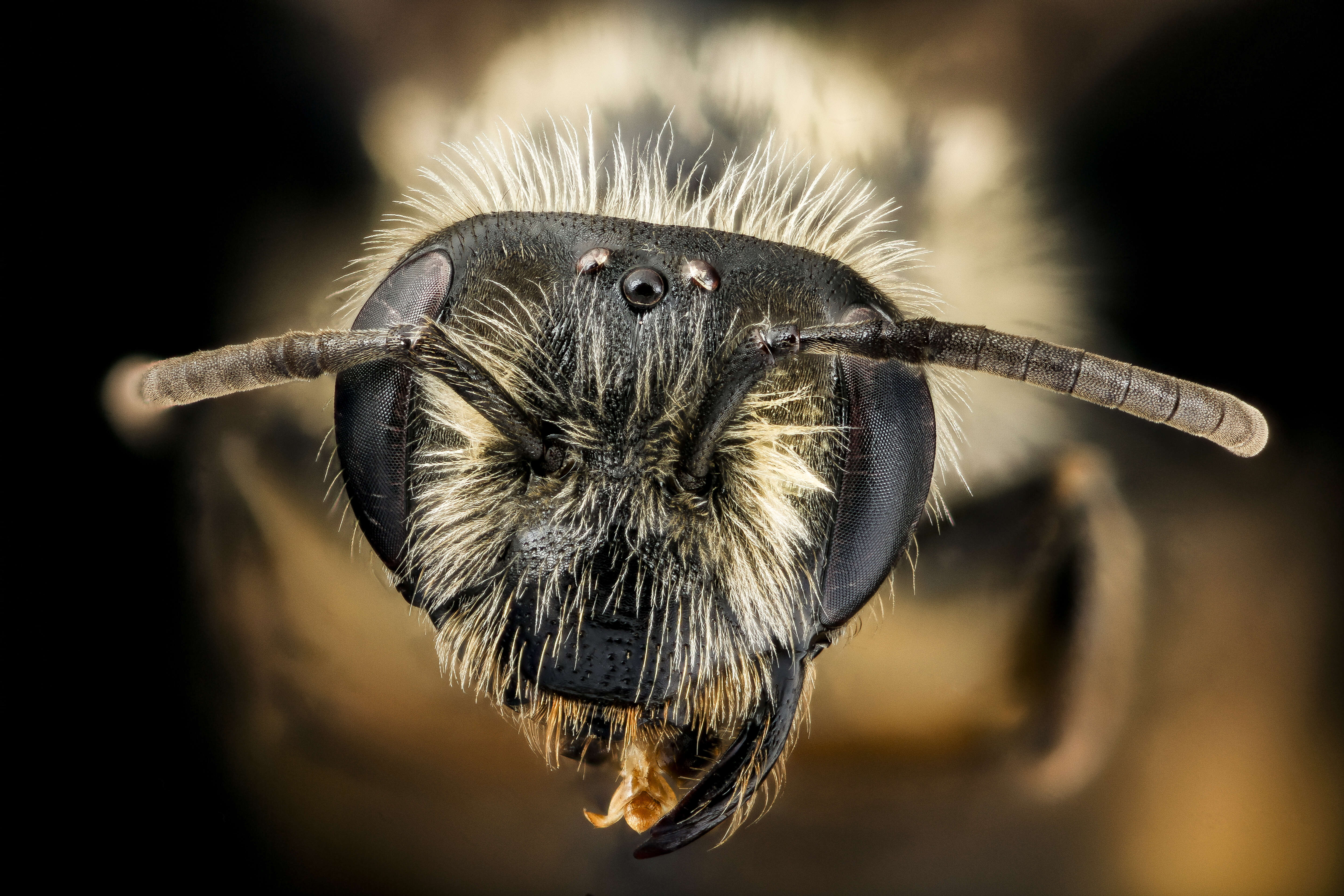 صورة Andrena thaspii Graenicher 1903