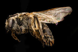 Image of Miserable Andrena