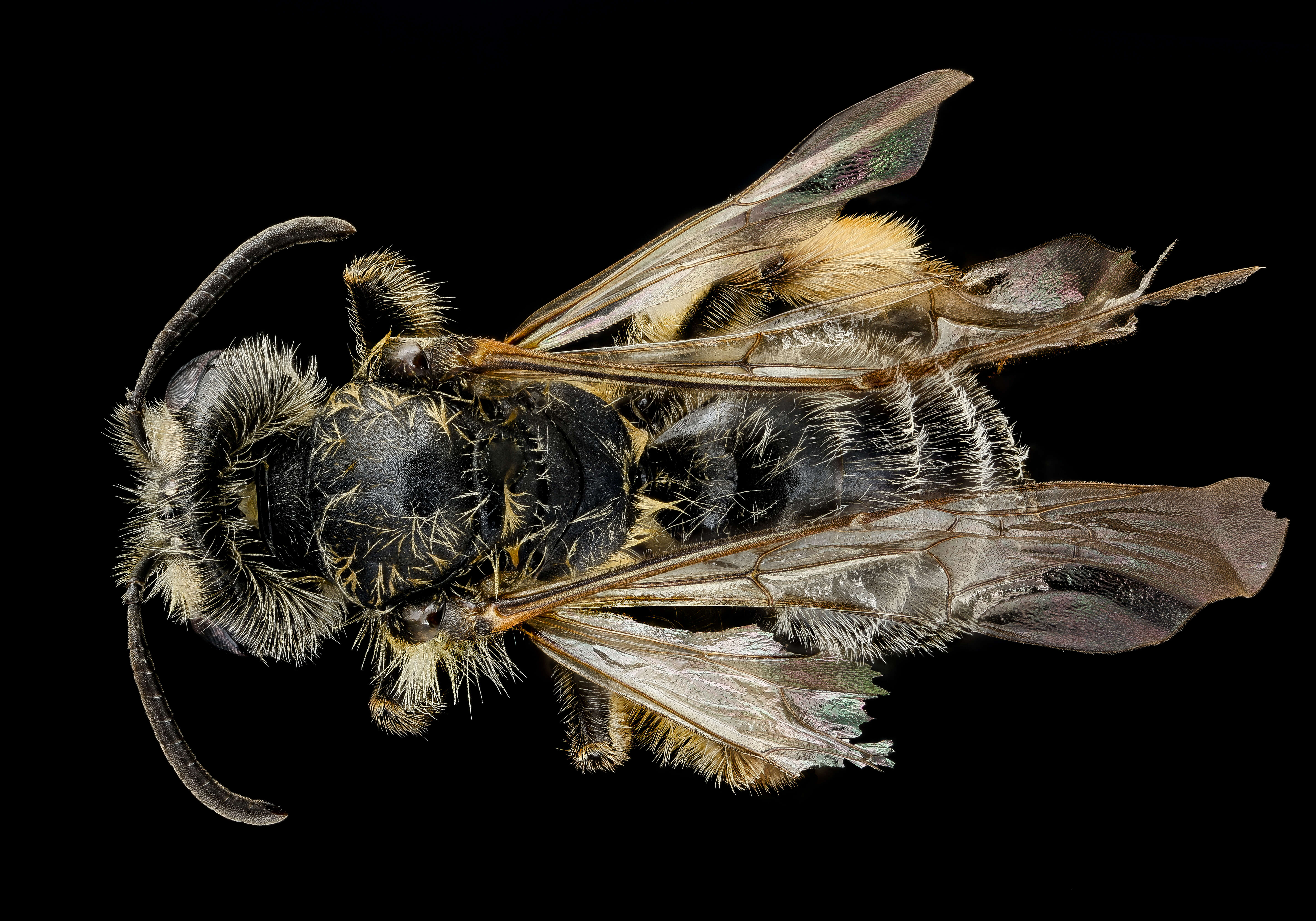 صورة Andrena thaspii Graenicher 1903