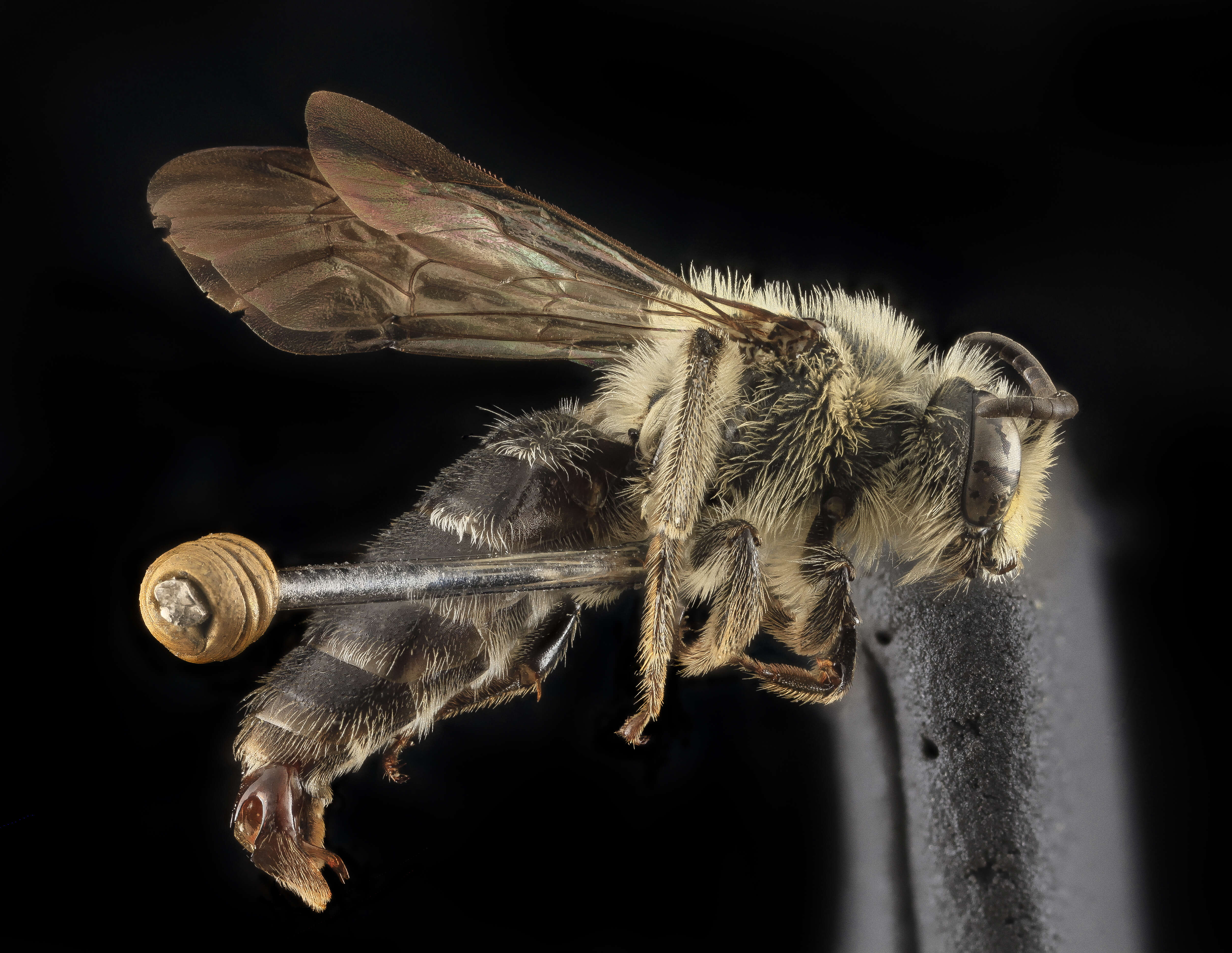 Image of Aster Andrena