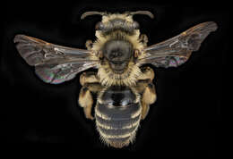 Image of Cresson's Andrena