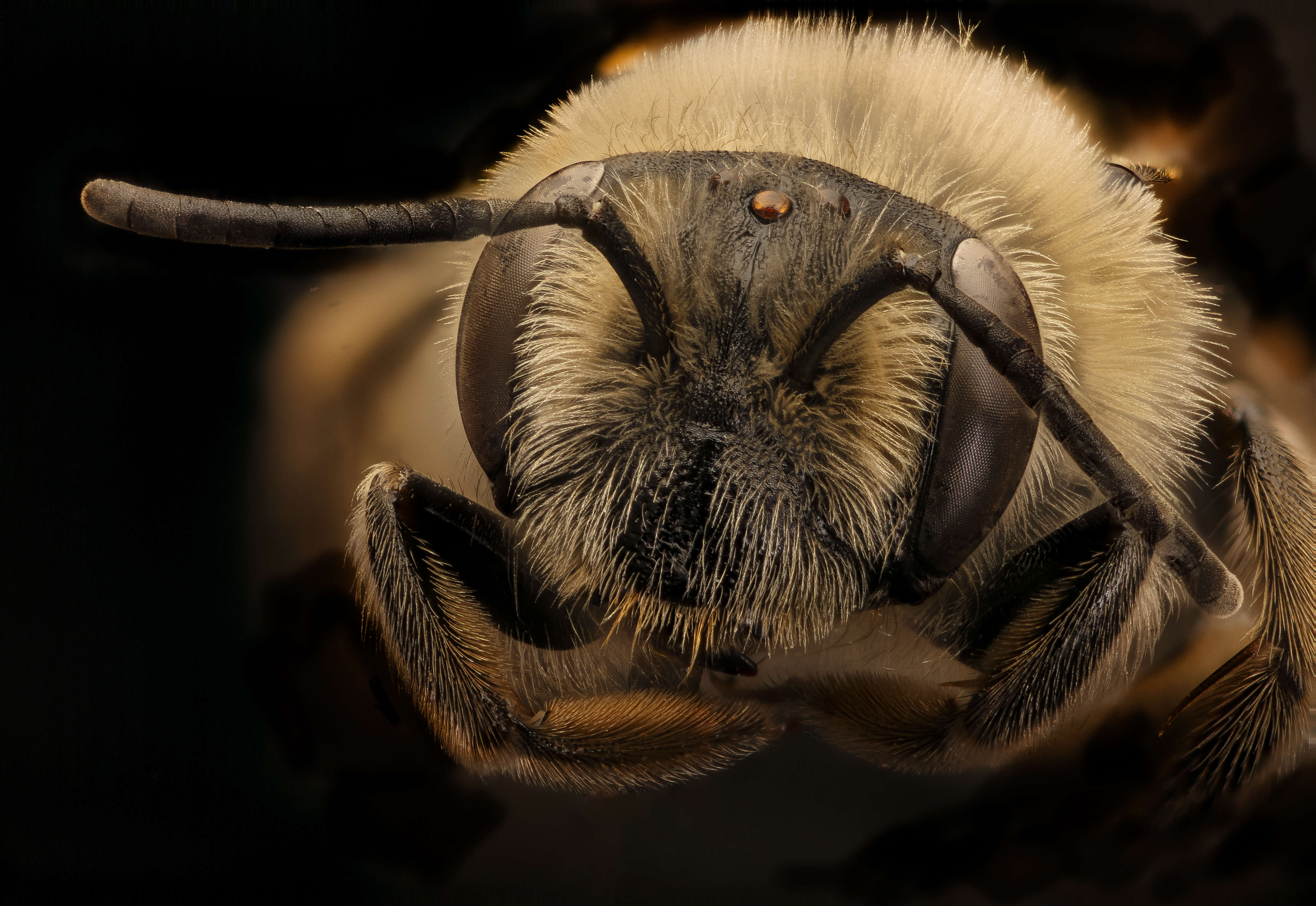 Image of Barbara's Andrena