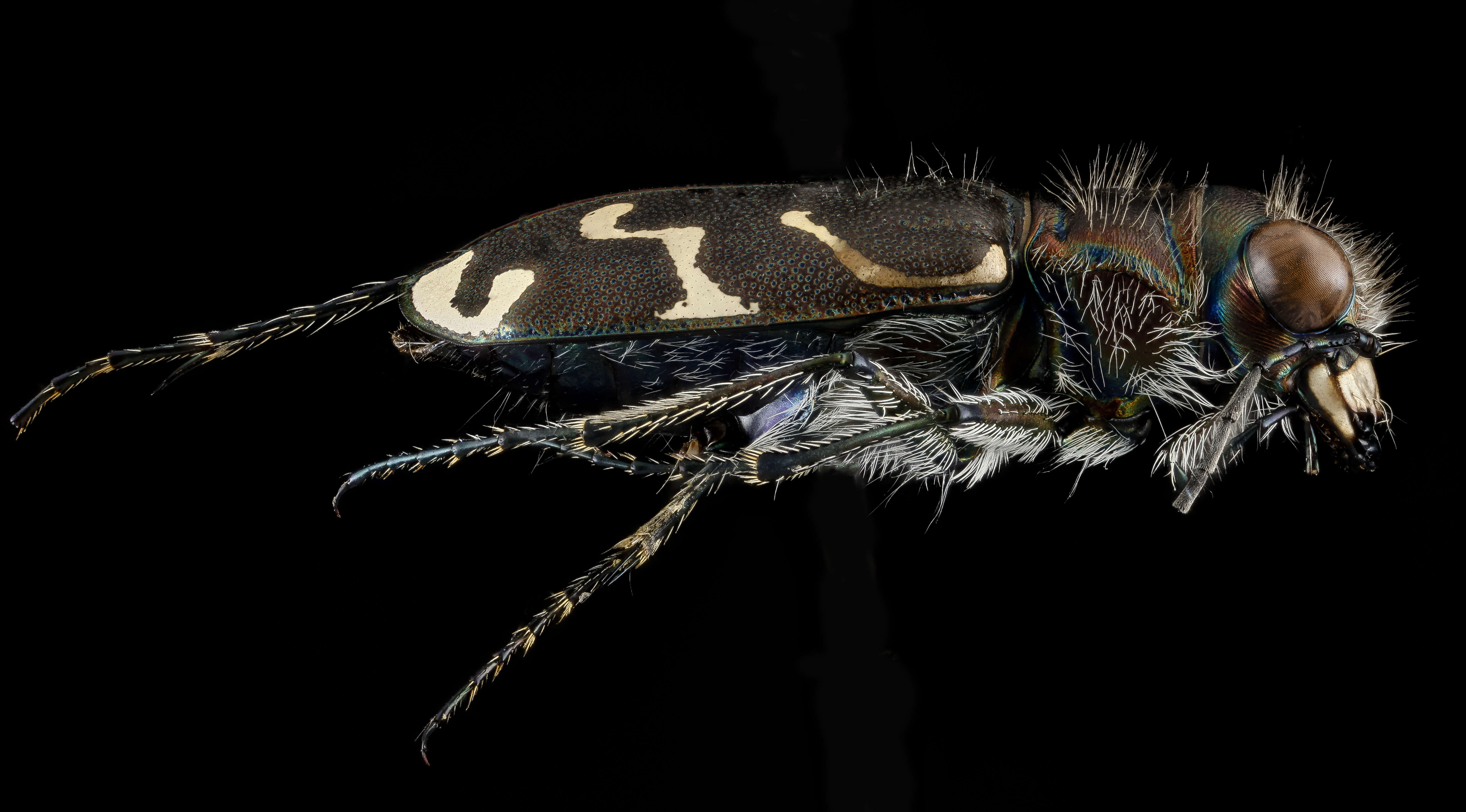 Image of Oblique-lined Tiger Beetle