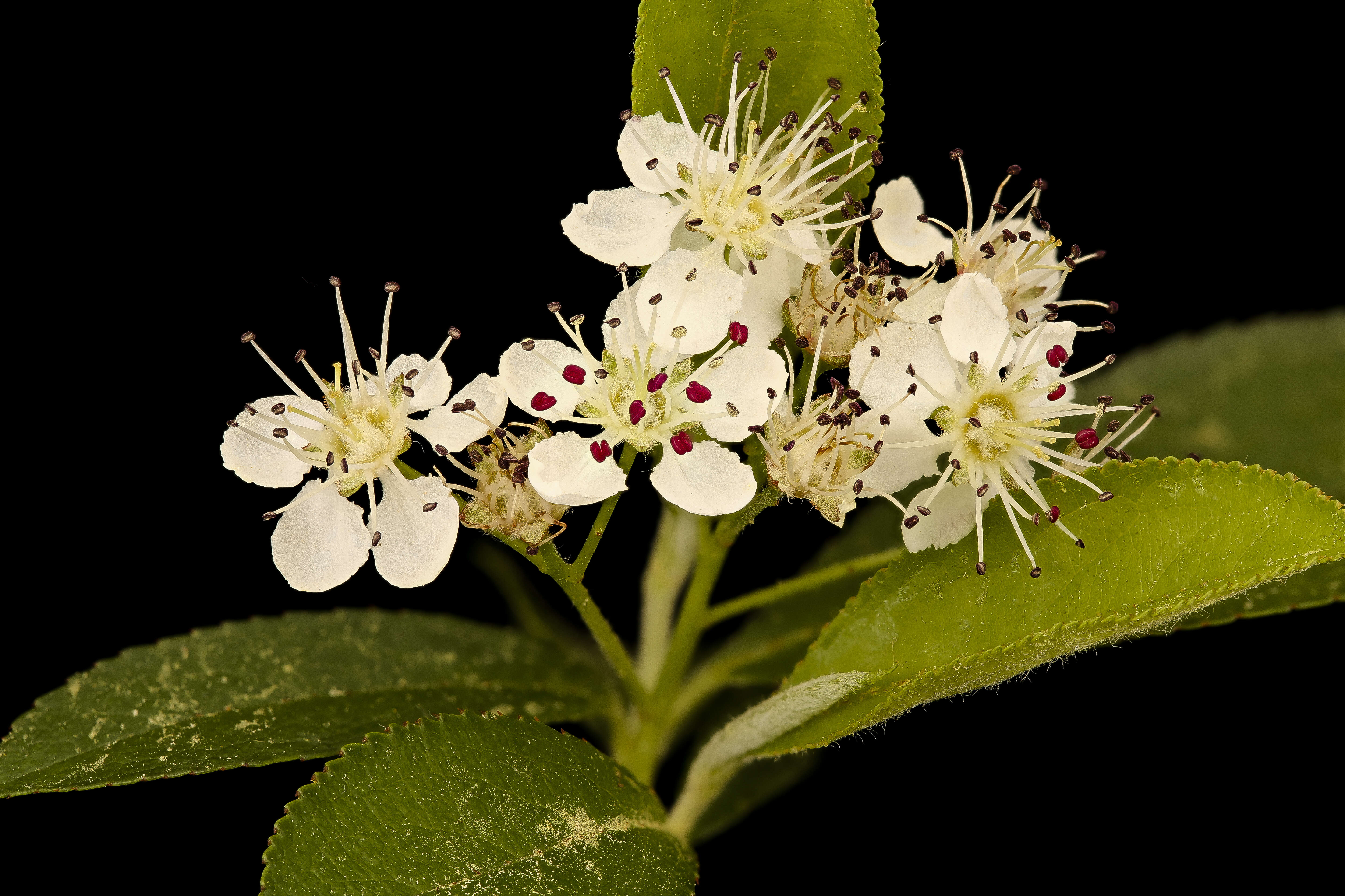 Image of Black Chokeberry