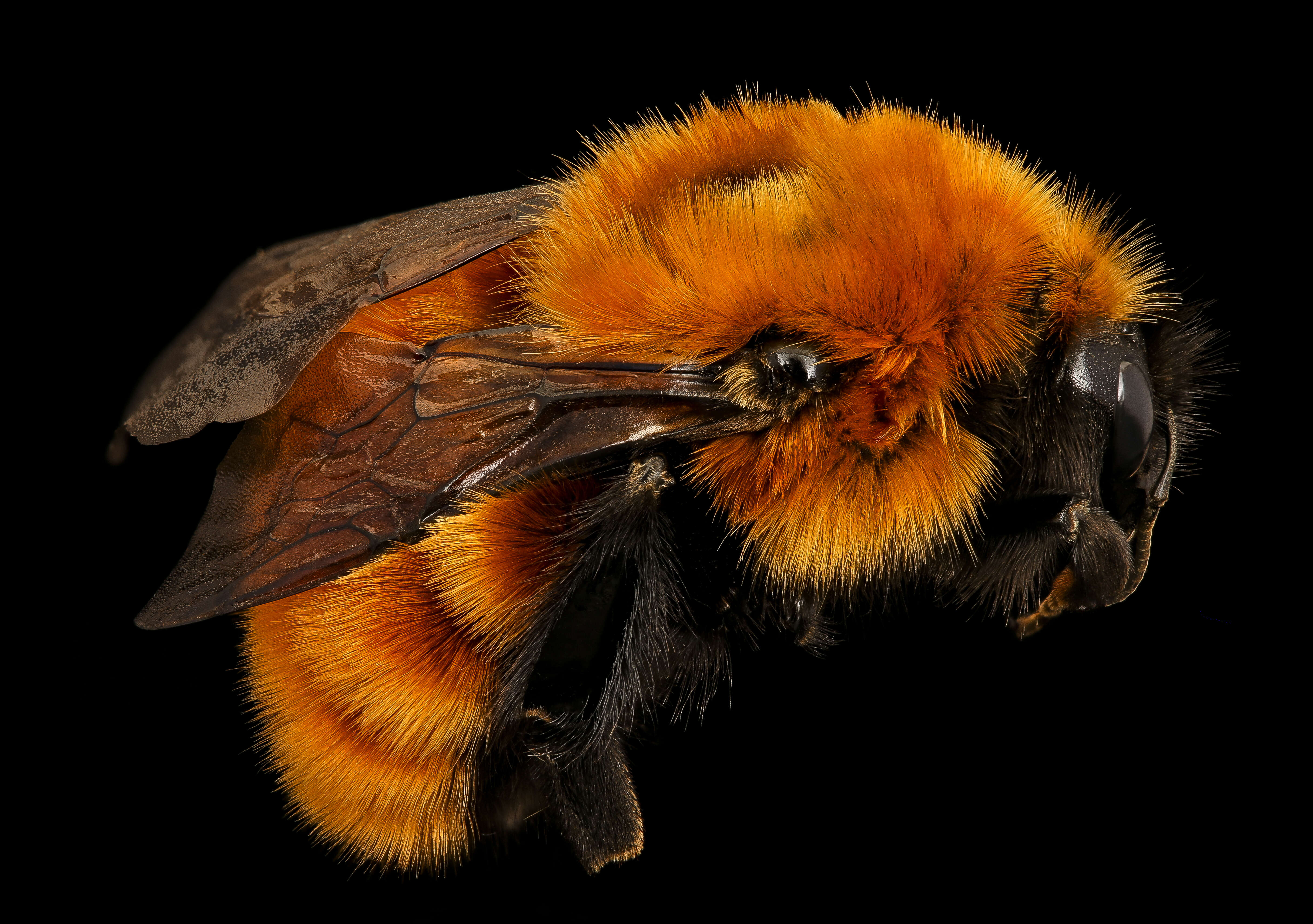 Image de Bombus dahlbomii Guérin-Méneville 1835