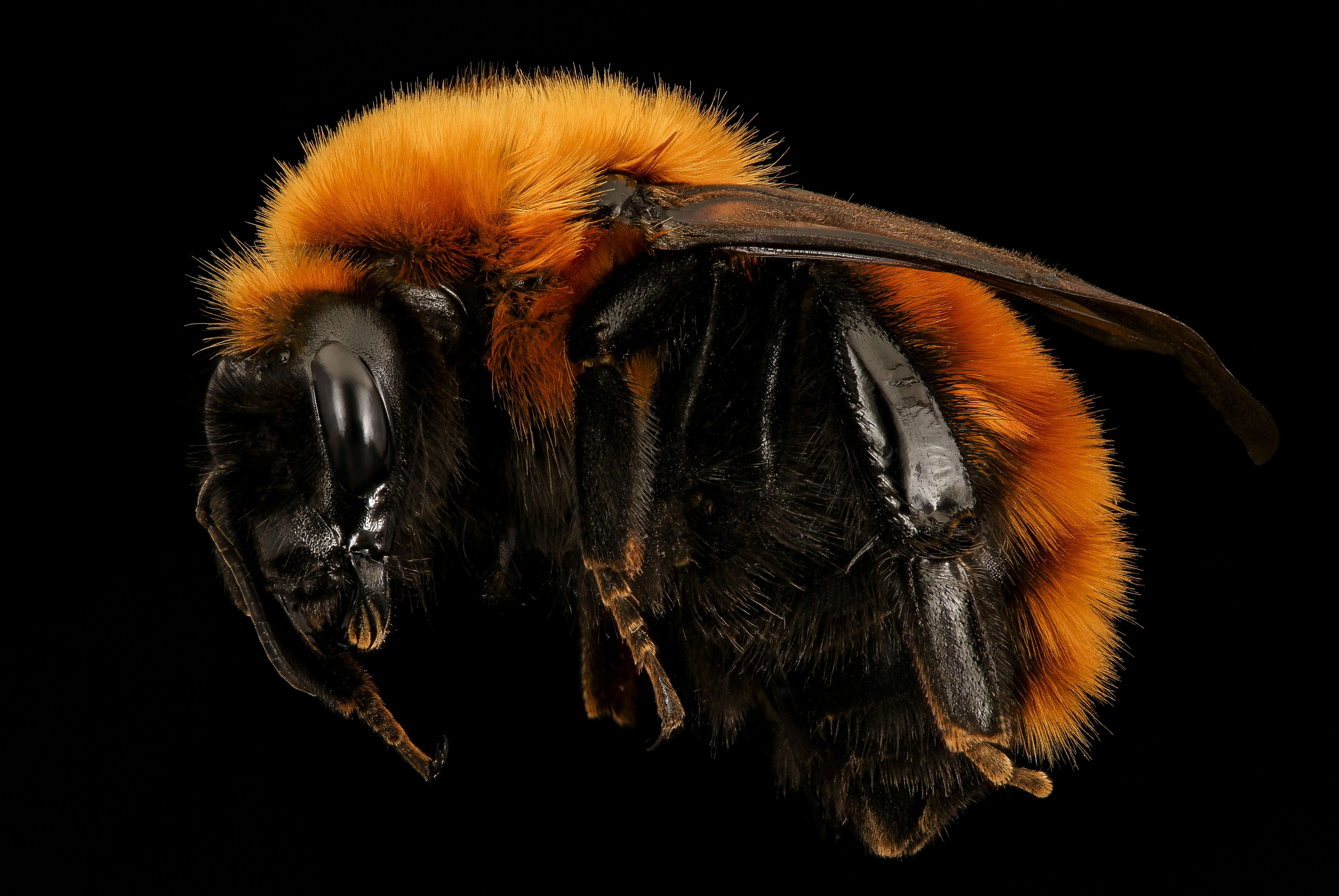 Image de Bombus dahlbomii Guérin-Méneville 1835