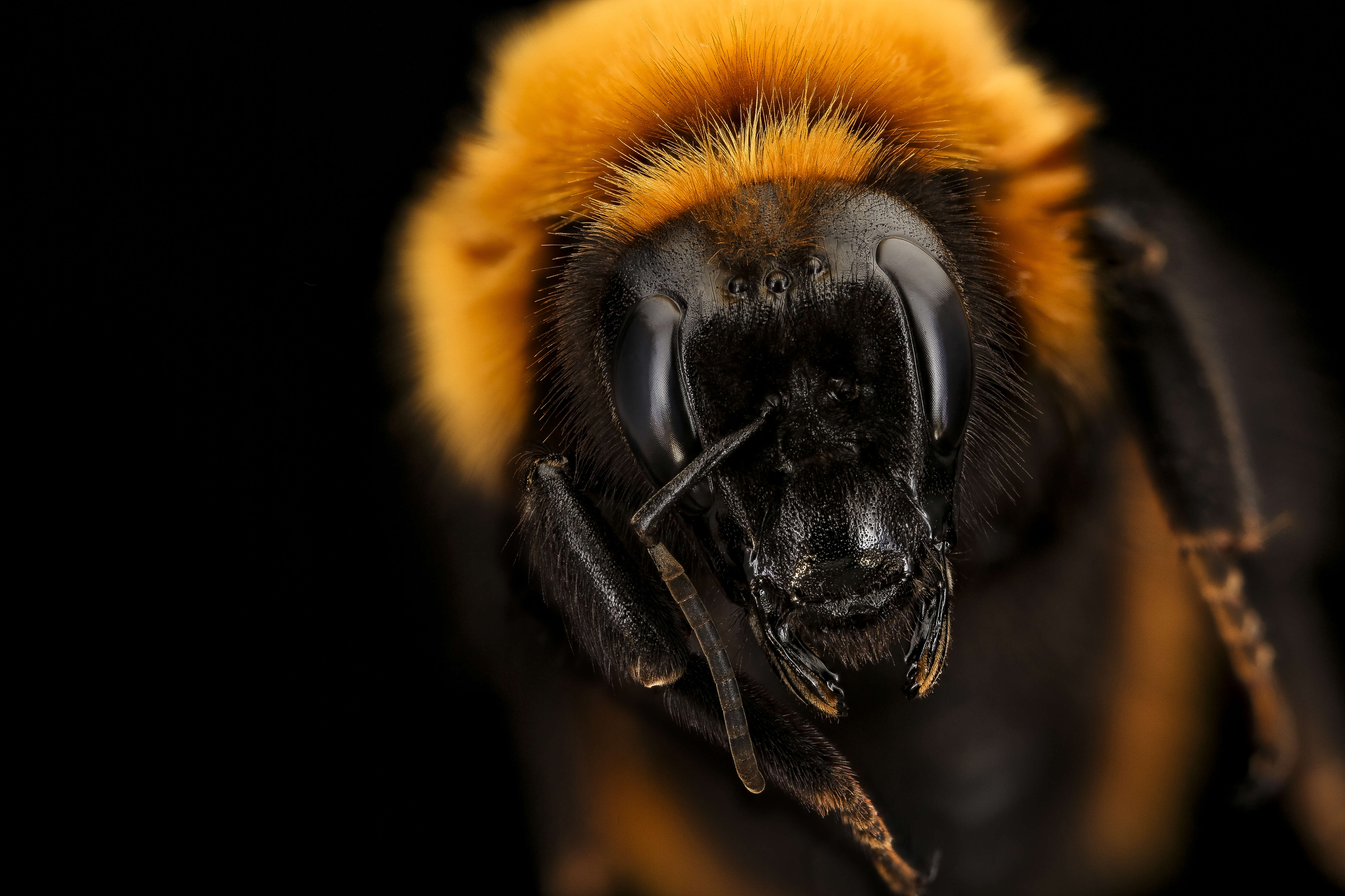 Image de Bombus dahlbomii Guérin-Méneville 1835