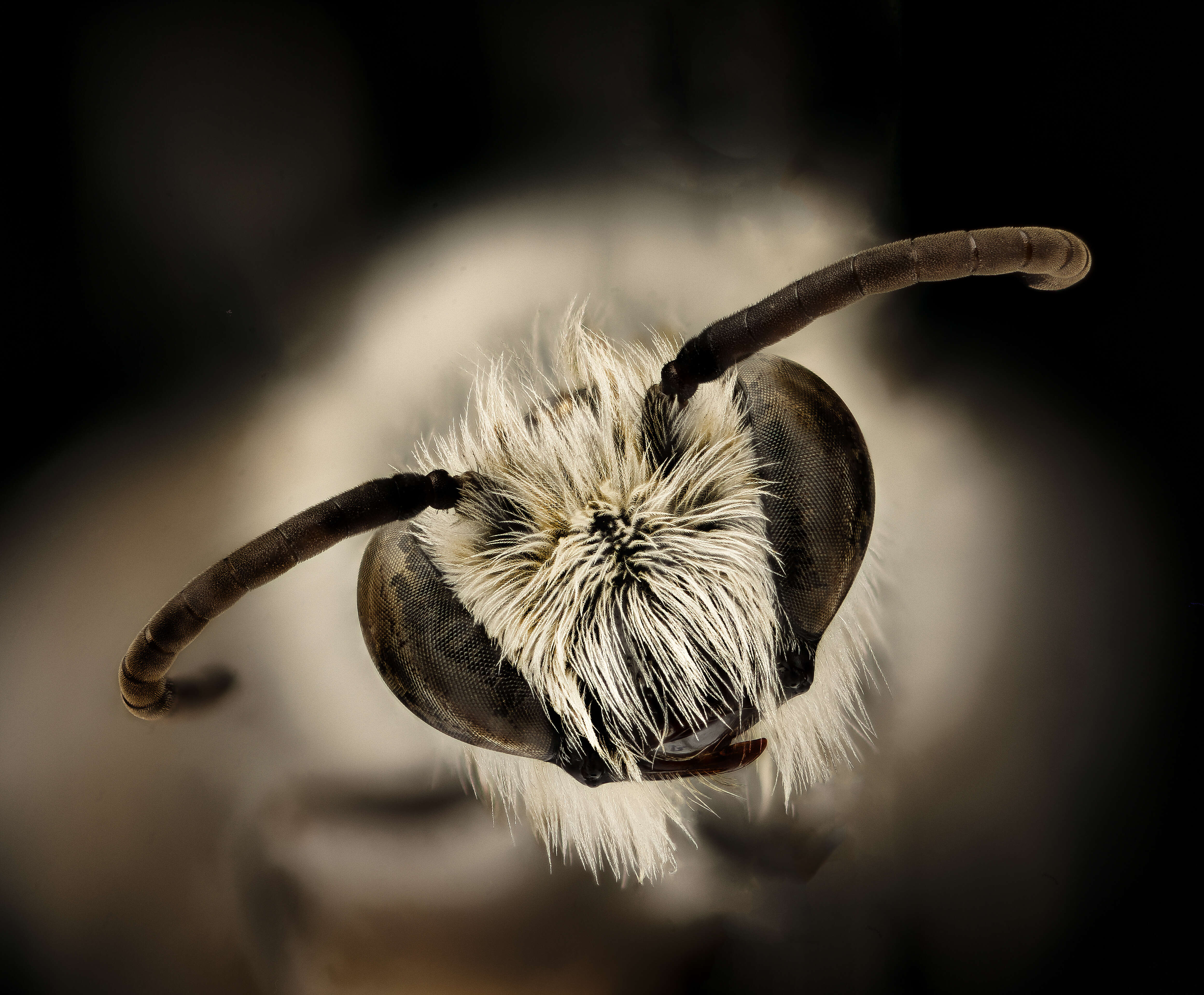 Image of Colletes laticinctus Timberlake 1951