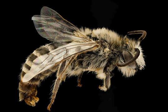 Image of Colletes laticinctus Timberlake 1951