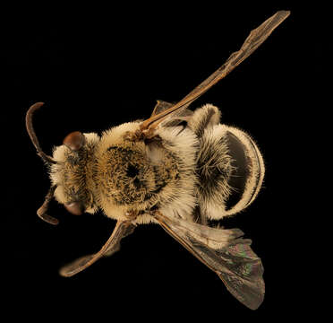 Image of Phacelia Cellophane Bee