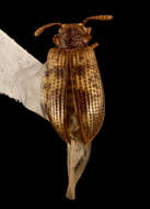 Image of Derodontus maculatus (Melsheimer 1844)
