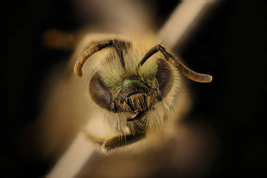 Image of Caenohalictus Cameron 1903