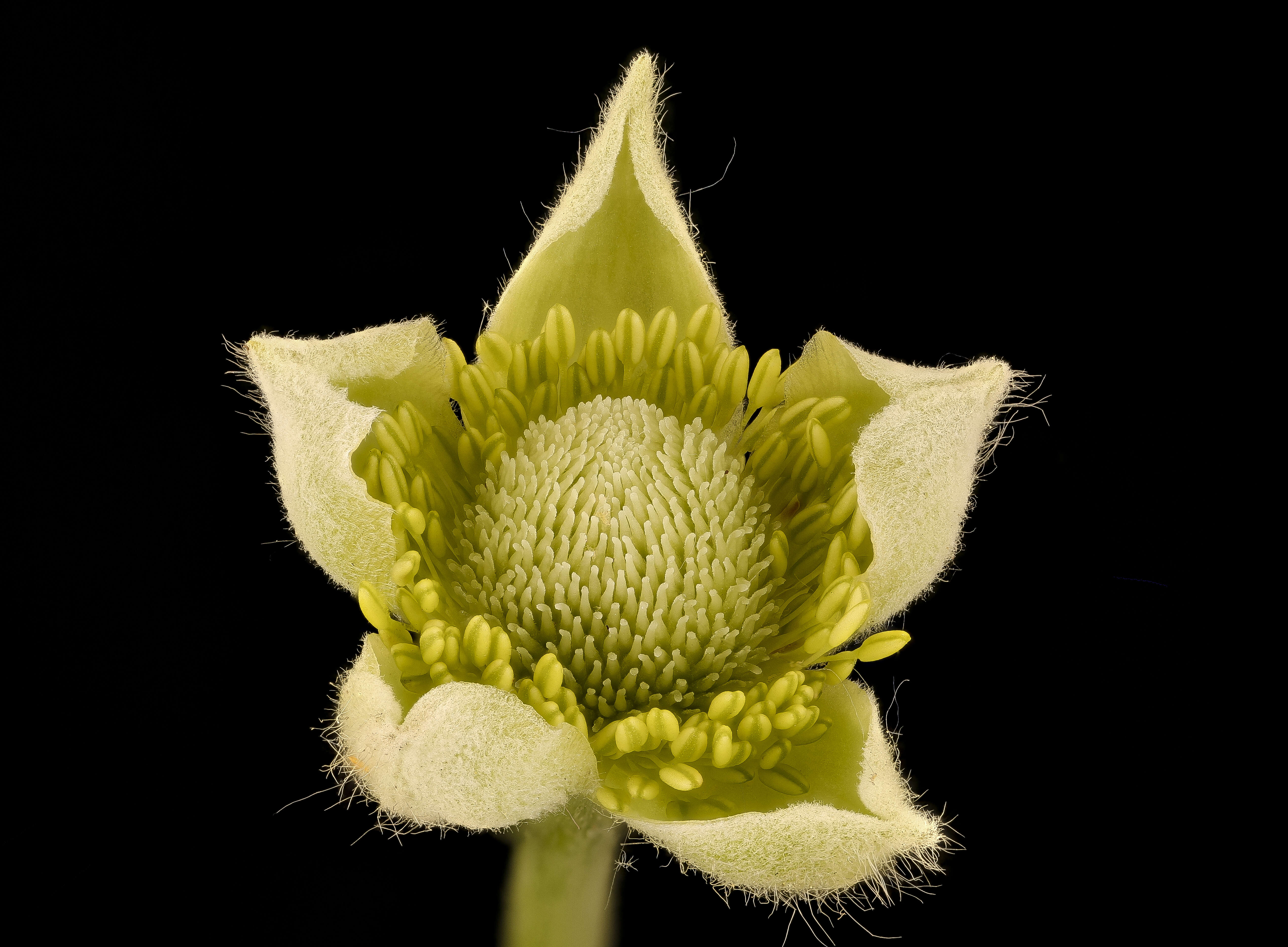 Image of tall thimbleweed