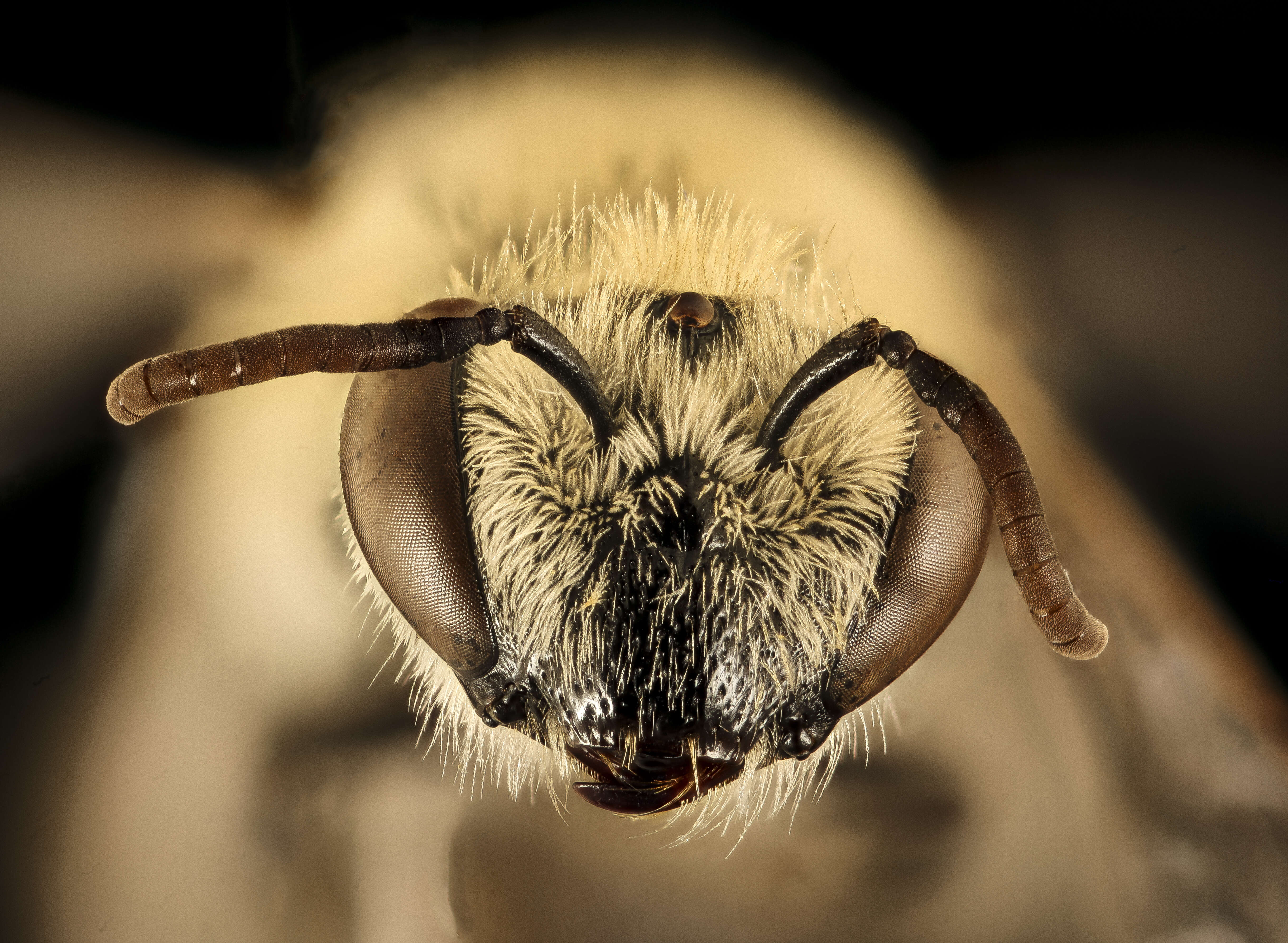 Imagem de Colletes phaceliae Cockerell 1906