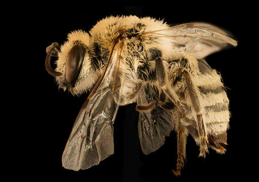 Image of Phacelia Cellophane Bee