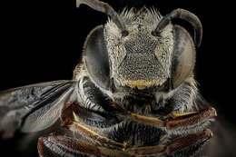 Image of Coelioxys banksi Crawford 1914