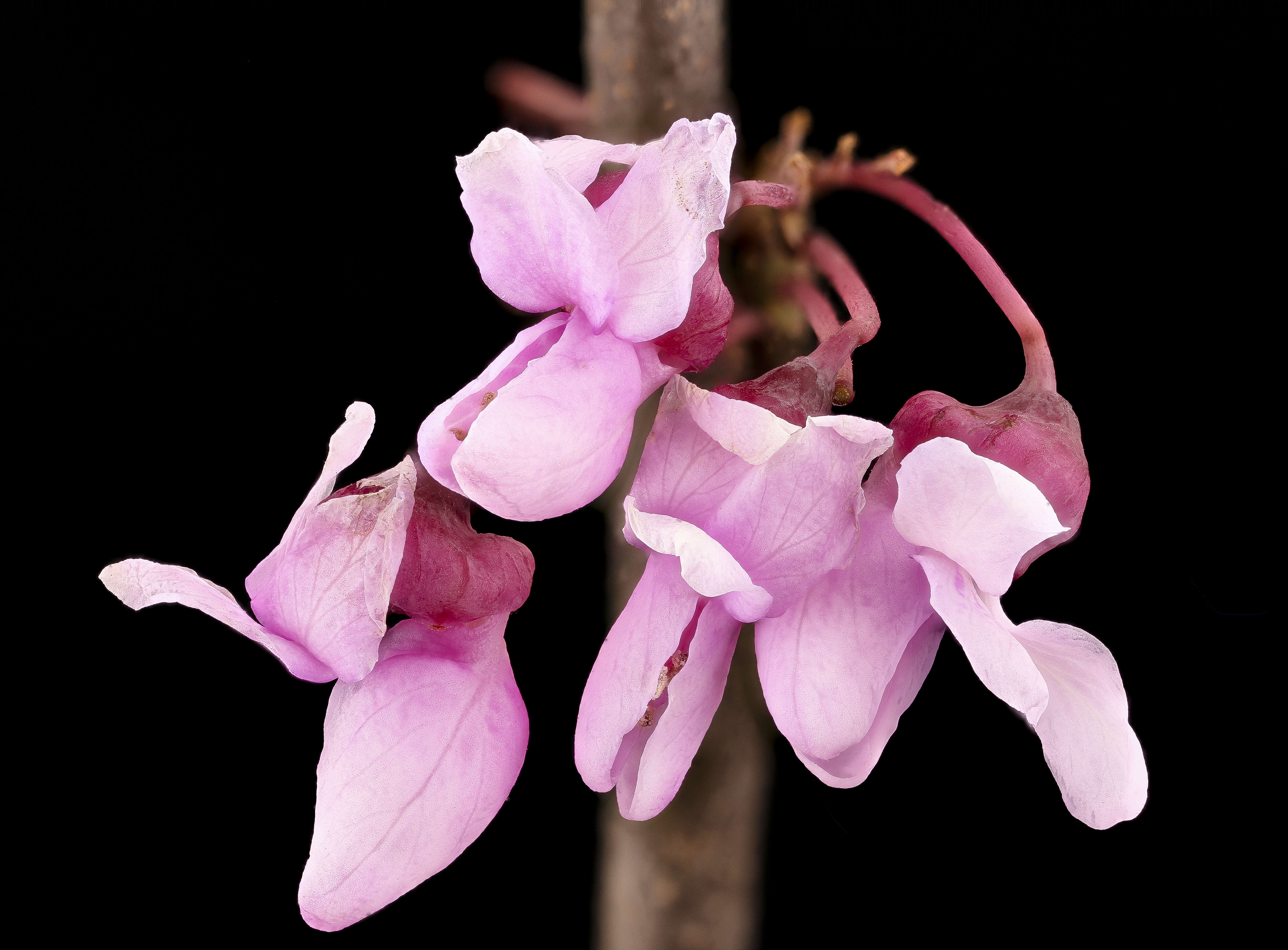 Plancia ëd Cercis canadensis L.