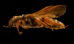 Image of Andrena prunorum Cockerell 1896