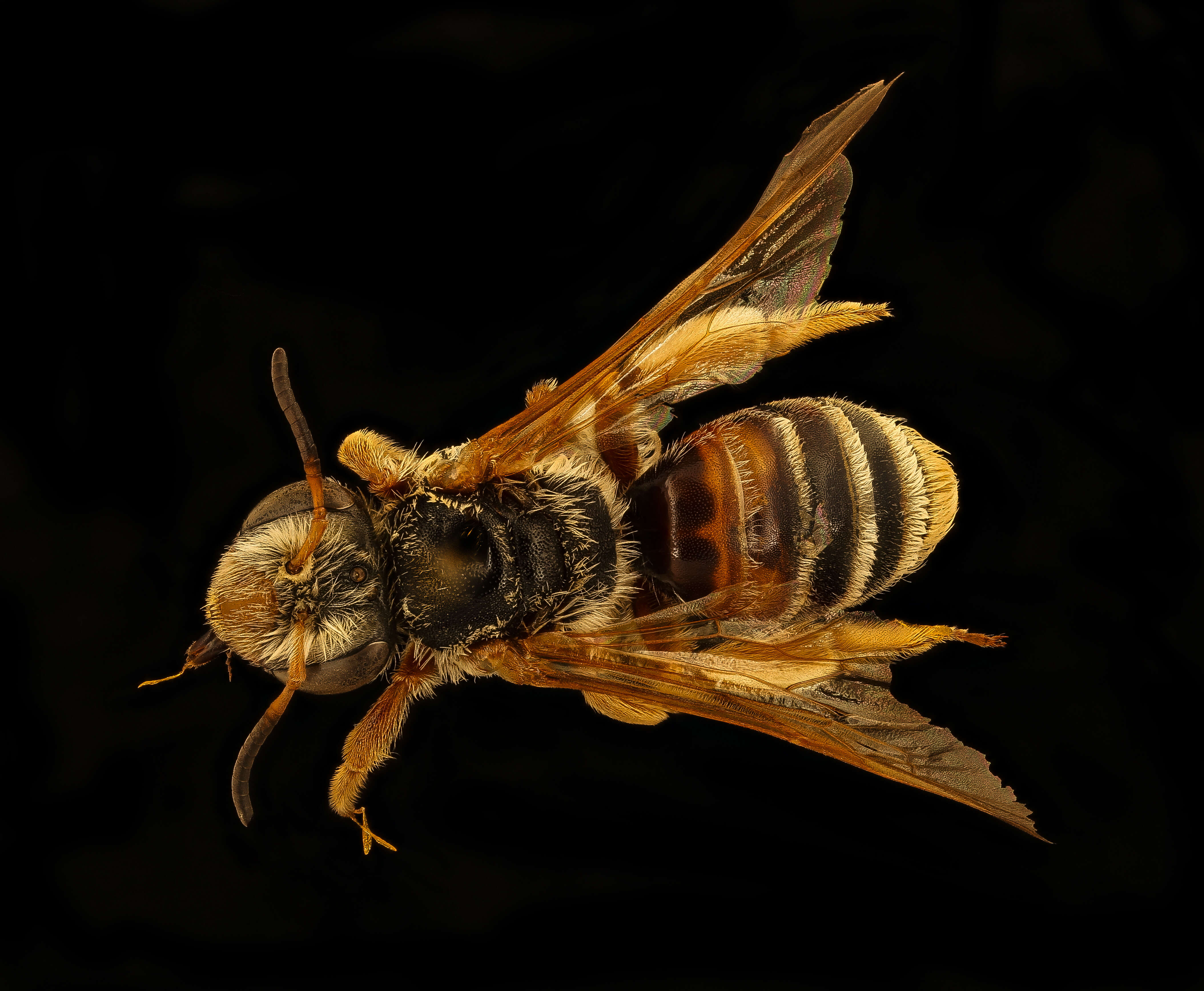 Andrena prunorum Cockerell 1896 resmi