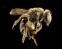 Imagem de Colletes productus Robertson 1891