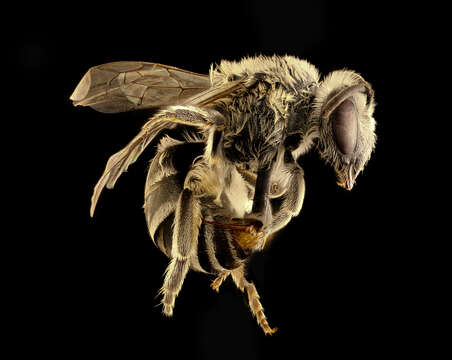 Image of Colletes productus Robertson 1891