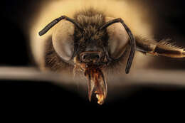 Image of Nevada Bumble Bee