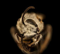 Image of Colletes robertsonii Dalla Torre 1896