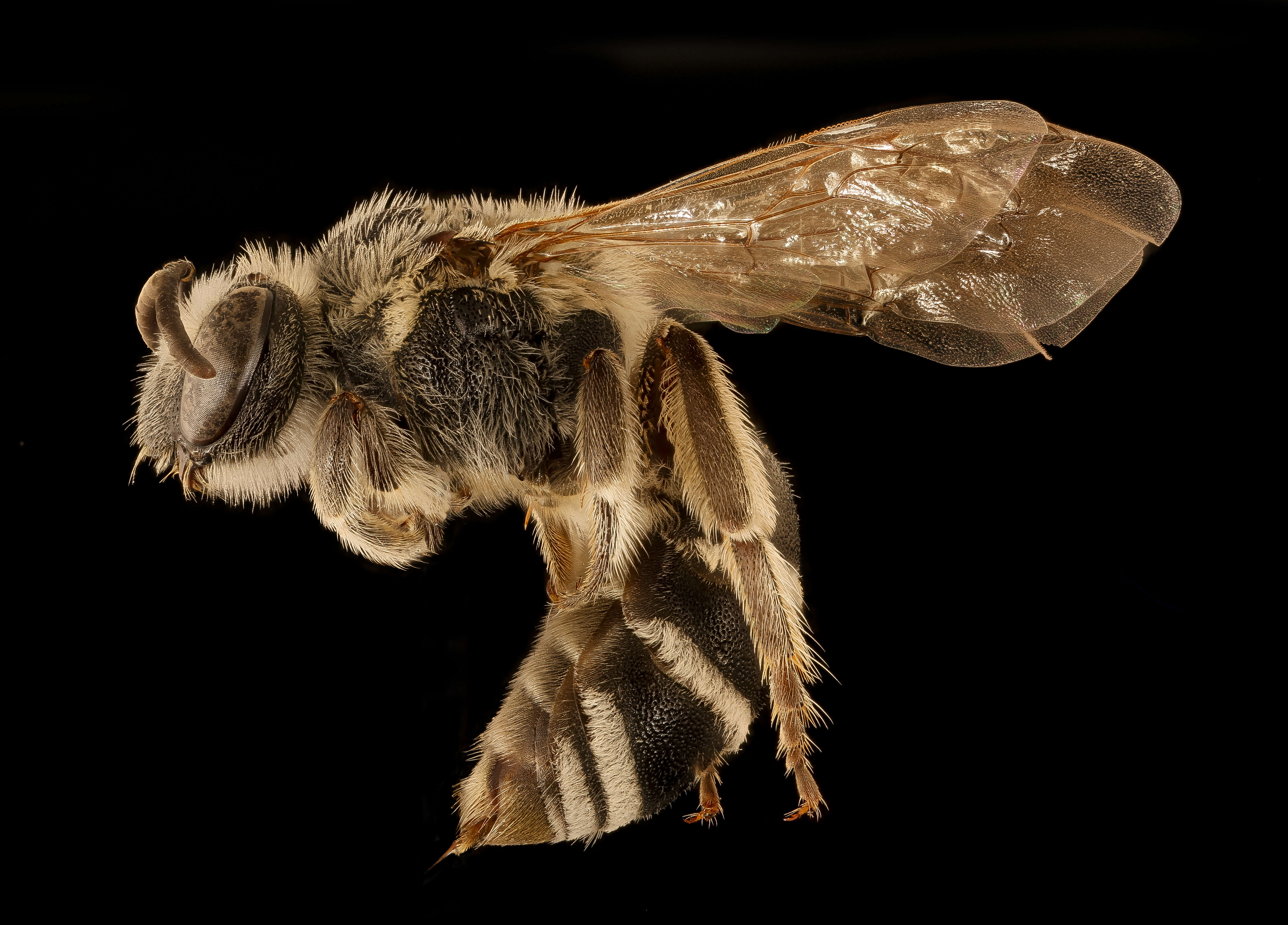 Image of Colletes robertsonii Dalla Torre 1896