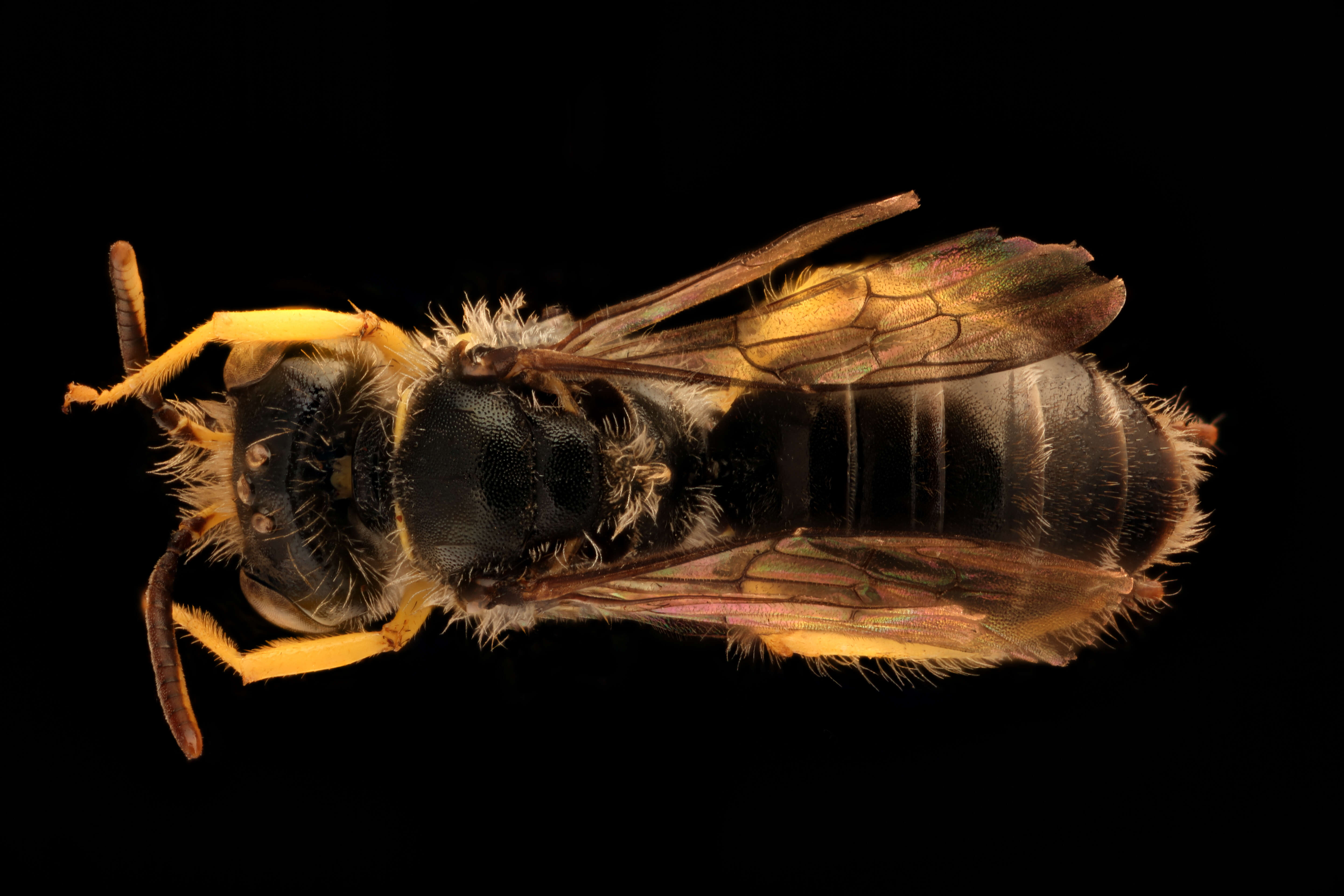 Image of Calliopsis andreniformis Smith 1853