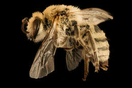 Image of Phacelia Cellophane Bee
