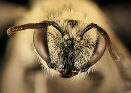 Imagem de Colletes phaceliae Cockerell 1906