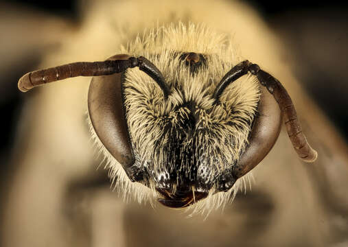 Imagem de Colletes phaceliae Cockerell 1906