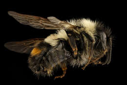 Слика од Bombus affinis Cresson 1864